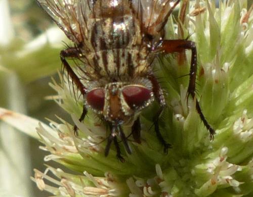 Réf. 238 228 : Linnaemya vulpina